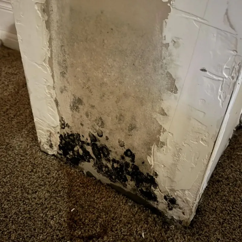 Professional Mold Removal in McLean County, IL